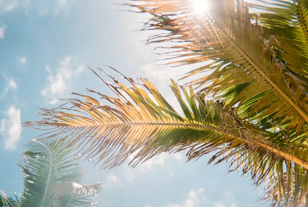 Florida-style palm trees against a bright, sunny sky